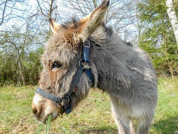 Close-up of horse on field