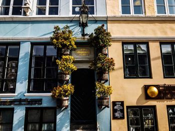 Low angle view of potted plant against building