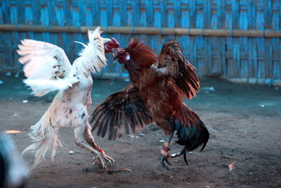 Close-up of roosters fighting