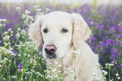 Close-up of dog