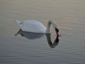 Beautiful white swan drinking water on the water surface with reflection