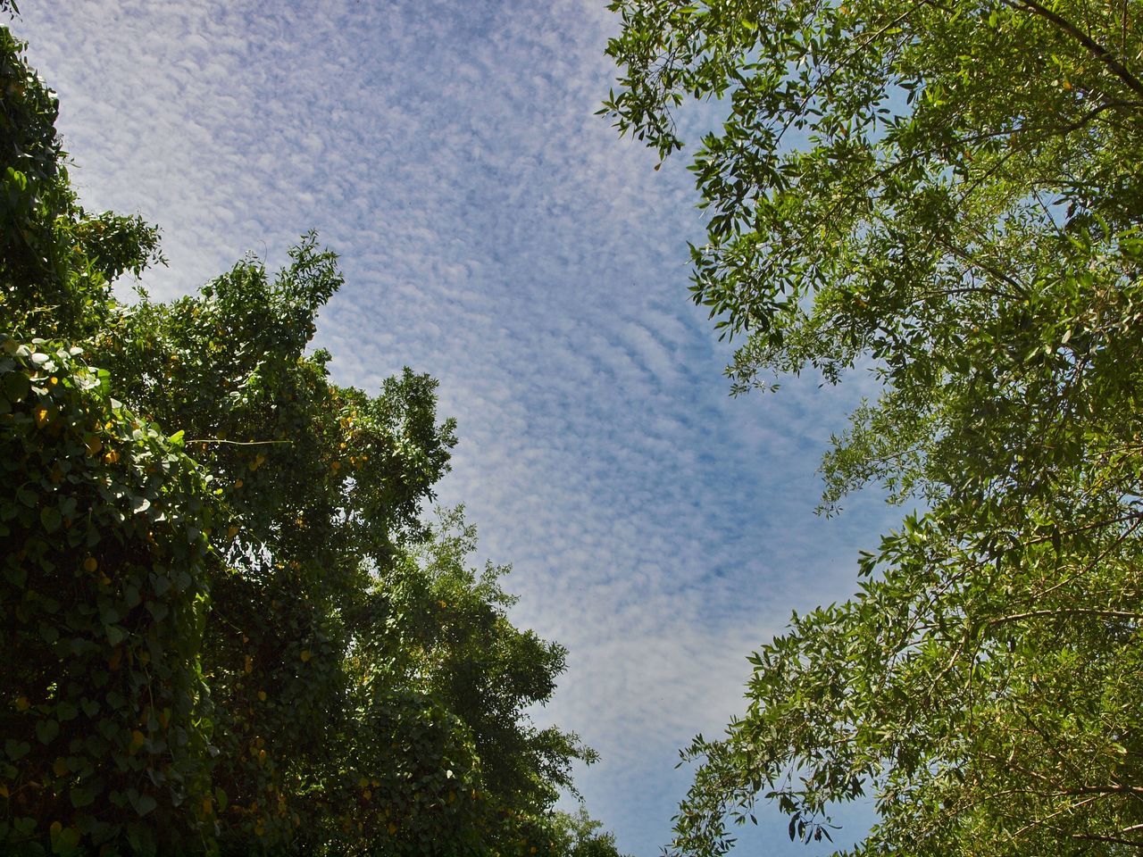 LOW ANGLE VIEW OF TREES AGAINST SKY