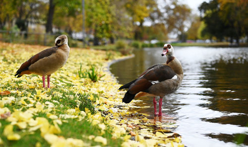 Duck swimming in lake