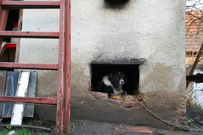 Dog in front of building