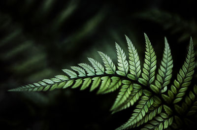 Close-up of fern leaves