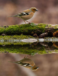 Bird perching on rock by lake