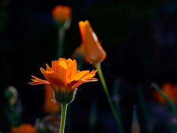 Close-up of yellow flower blooming outdoors