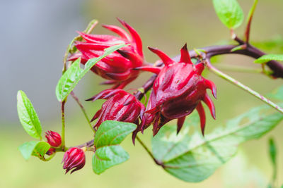 Close-up of red rose plant