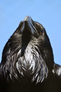 Close-up of a bird