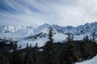 Pine trees on snowcapped mountains against sky