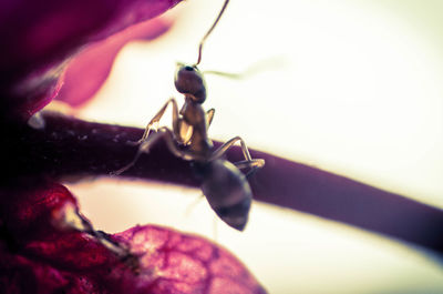 Close-up of insect