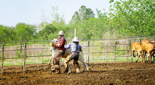 Horse standing in ranch