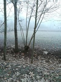 Scenic view of forest during winter