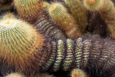 Full frame shot of cactus
