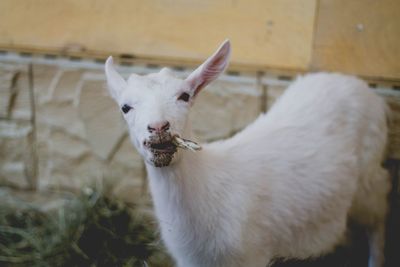 Close-up of white goat