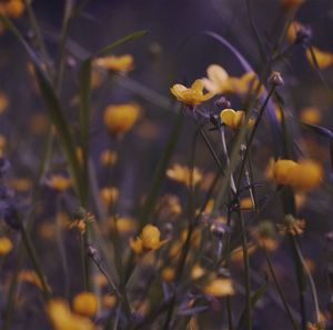 Close-up of yellow flower