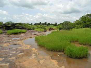 Scenic view of rice field against sky