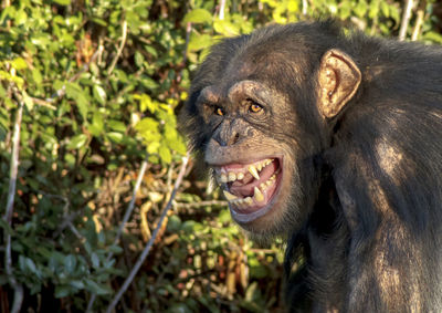 Close-up of chimpanzee against plants