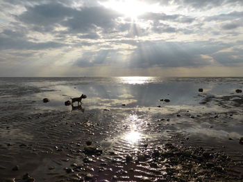 Silhouette of dog standing on beach