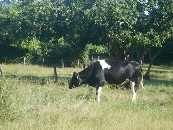 mammal