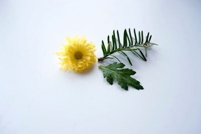 Close-up of yellow flower over white background