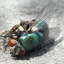 Close-up of fly