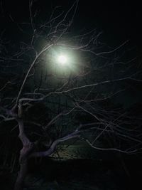 Low angle view of bare tree against moon at night