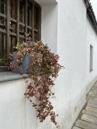 Close-up of flowering plant against building