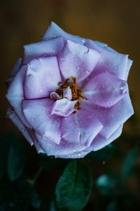 Close-up of wet purple rose