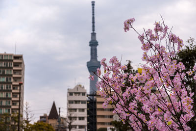 Pink flowers against communications tower