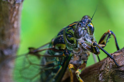 Close-up of insect on leaf