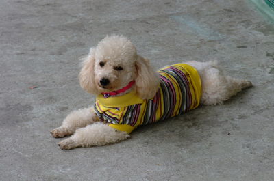 High angle view of dog sitting on floor