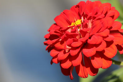 Close-up of red flowering plant