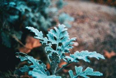 Close-up of frost on plant