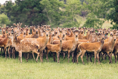 Herd of deer standing on land in forest