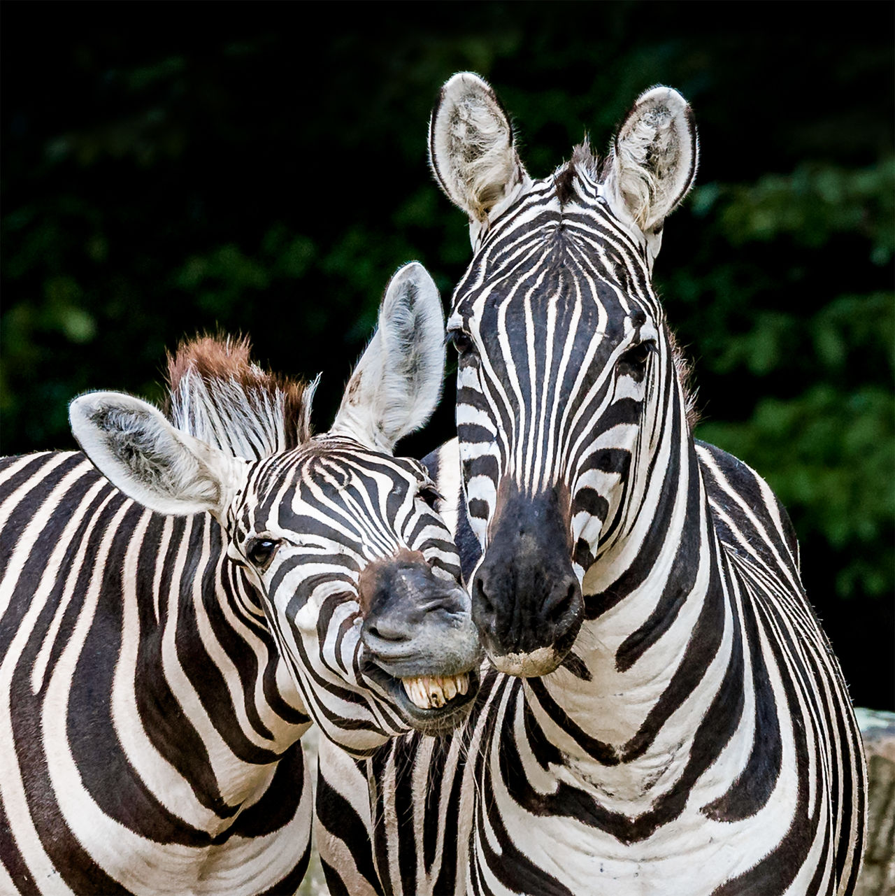 Zebra kissing