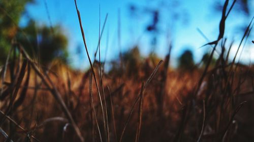 Close-up of dry plants