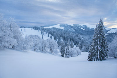 Winter landscape from rodnei mountains. foggy mornings with pine trees in the frozen national park.