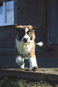 Portrait of dog sitting outdoors