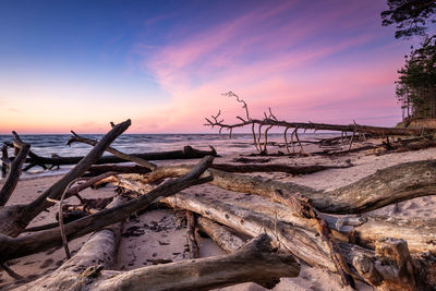 Driftwood on beach against sky during sunset