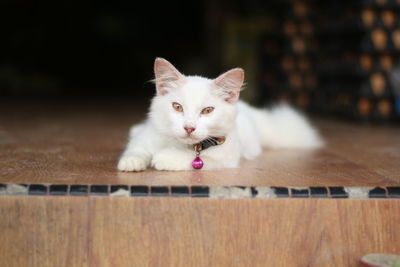 Portrait of a cat