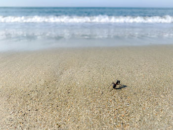 View of crab on beach