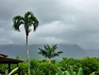tropical climate