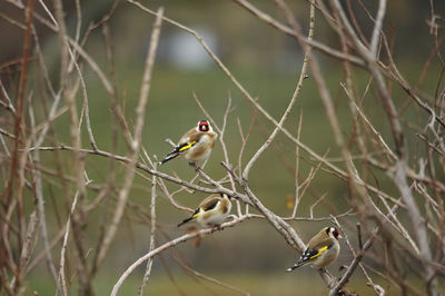 A group of gold finchs perching on branch