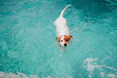 High angle view of dog swimming in pool