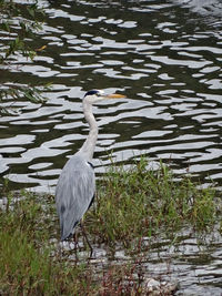 Swan on water