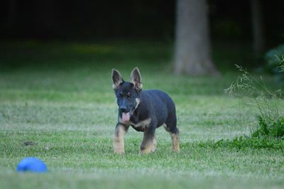 German shepherd puppy