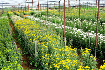 Yellow flowers growing in field