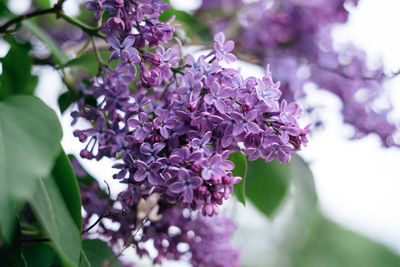 Close-up of purple flowering plant