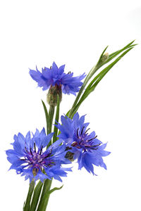 Close-up of purple flowering plant against white background